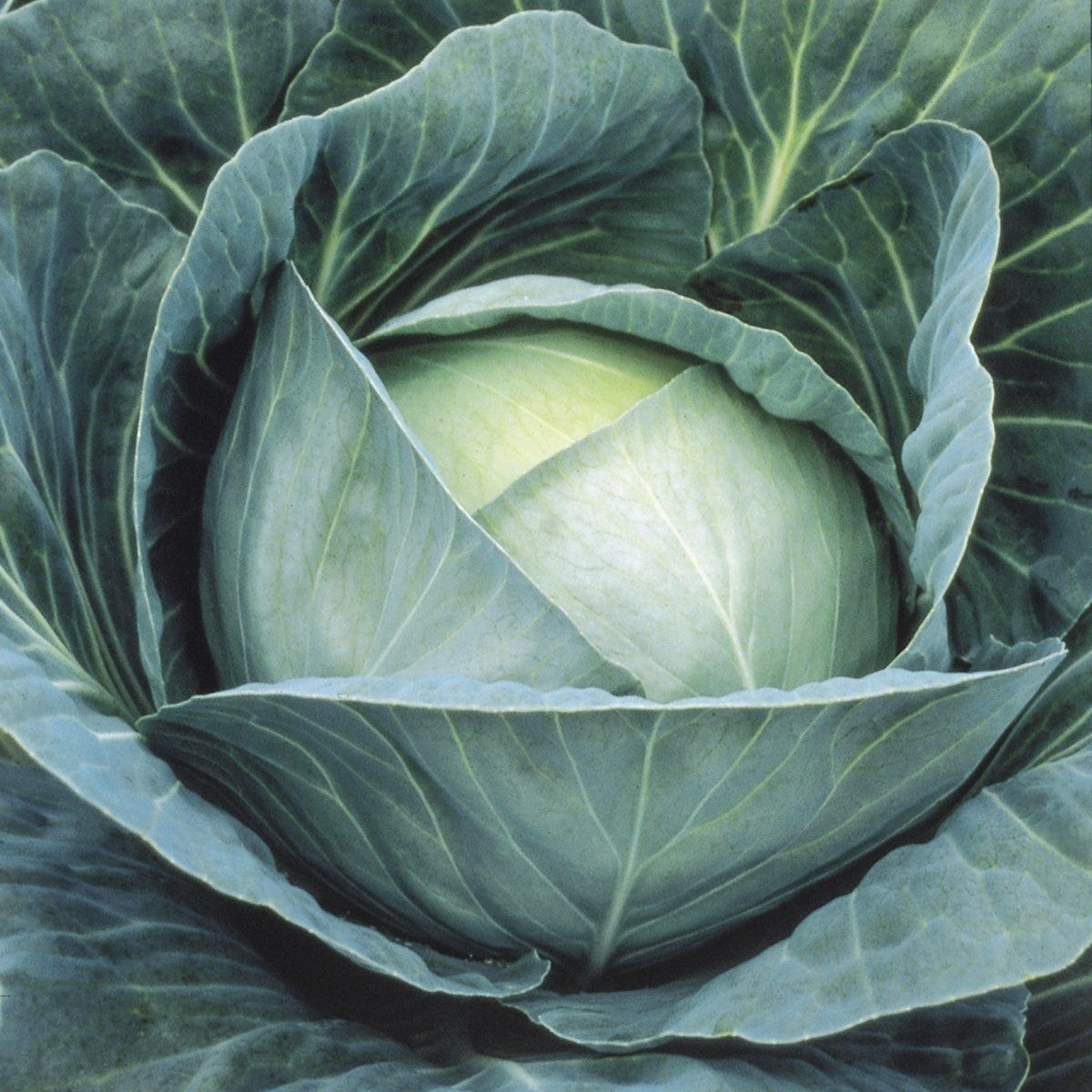 Агрессор F1 капуста белокочанная Сингента (Agressor Syngenta)