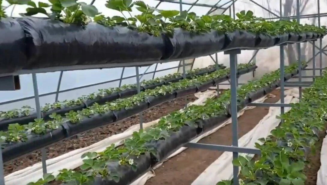 Мешки полиэтиленовые для посадки клубники