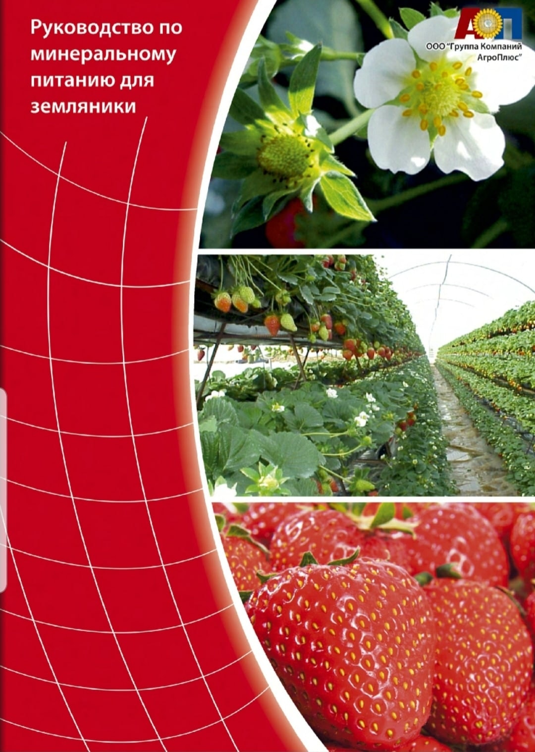 Руководство по питанию земляники.