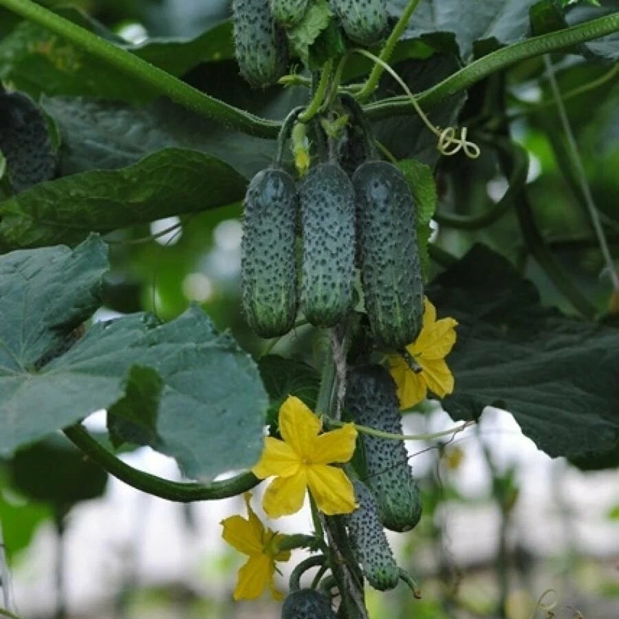 Эколь F1 огурец Сингента (Ekol Syngenta).