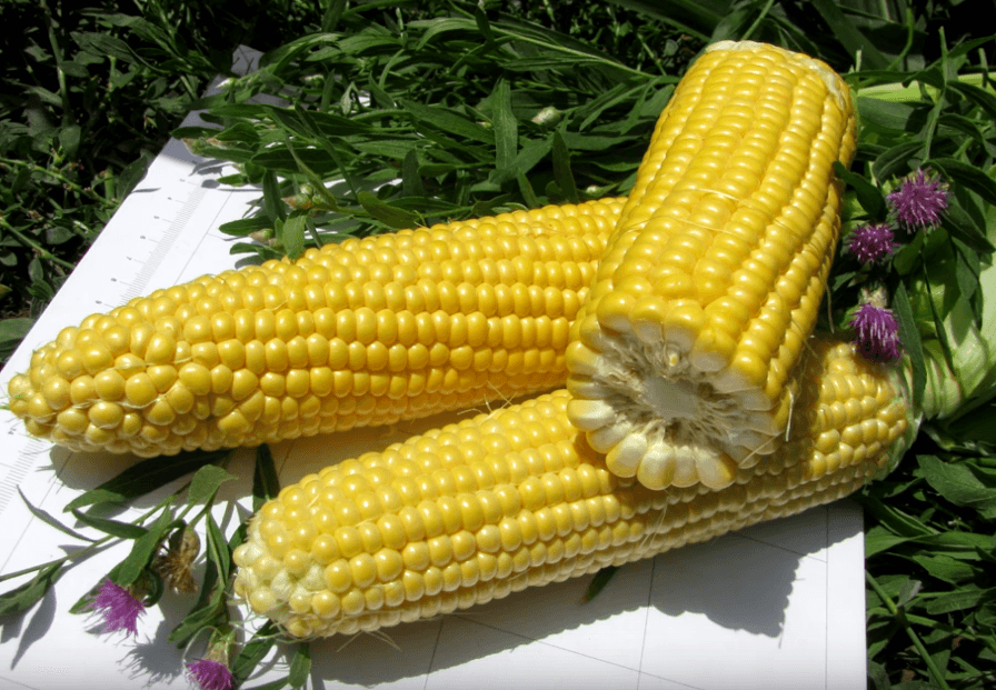 Тести Дрим F1 кукуруза Агри (Tasty Dream Agri).